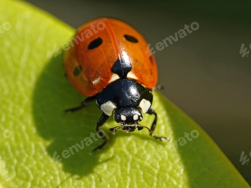 Preview: Seven-spot ladybird (Coccinella septempunctata)