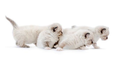 Preview: Ragdoll kittens isolated on white background