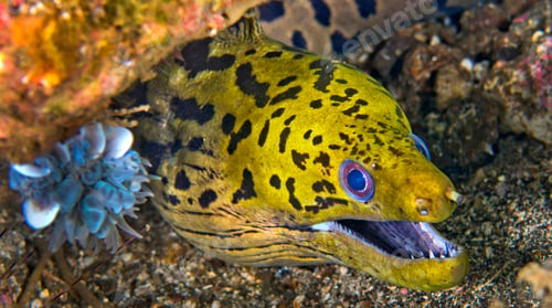 Preview: Spot-face Moray, Lembeh, Indonesia