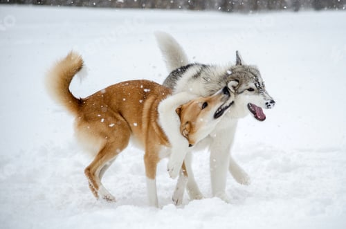 Preview: Huskies embrace in snowy landscape