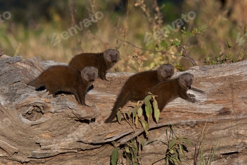 Preview: Dwarf Mongoose - Botswana