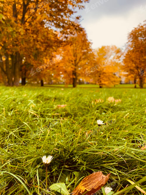 Preview: Autumn flowers