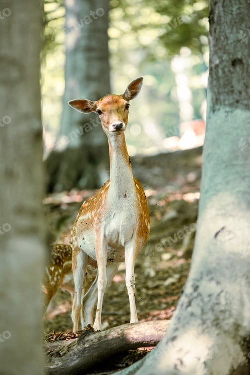 Preview: Spotted deer looking out of the trees in forest