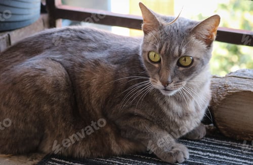 Preview: Tabby cat