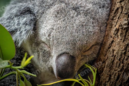 Vorschau: Koalabär, der auf einem Baumstamm faulenzt und friedlich in der Sonne döst