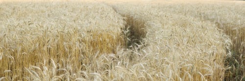 Preview: Ears of wheat growing in the field. The concept of harvesting.