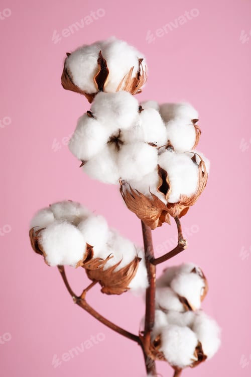 Preview: Branch with fluffy cotton flowers on pink background