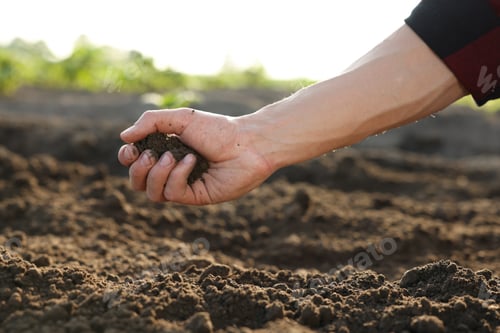 Preview: Man holding pile of soil in field, closeup