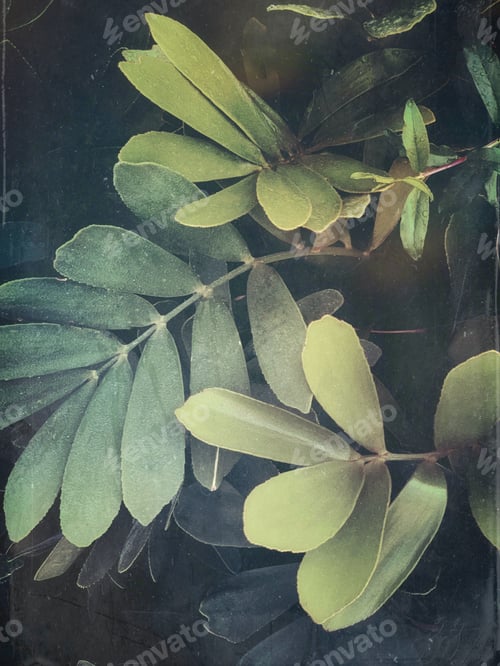 Preview: Moody greenery for texture or background