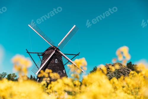 Preview: Old Windmill in Sweden with blooming rapeseed meadow in the foreground