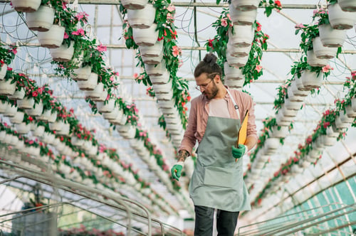 Preview: Man gardener working in a greenhouse