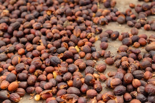 Preview: Raw Coffee red cherry fruits beans drying in crate