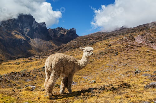 Preview: Alpaca