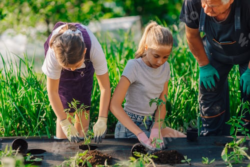 Preview: Grandfather and granddaughters planting tomato seedlings in garden