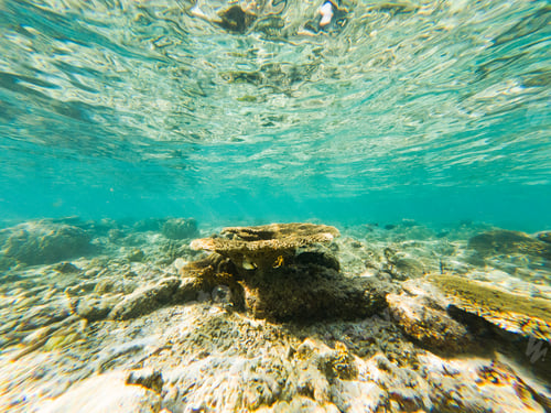 Preview: corals and tropical fish underwater sea life