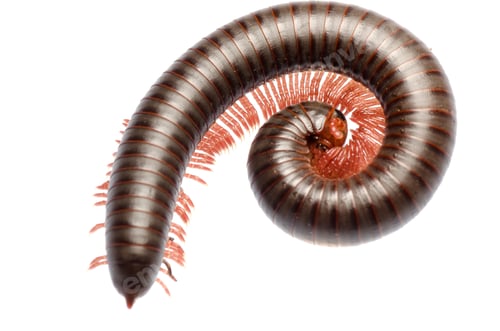 Preview: animal millipede
