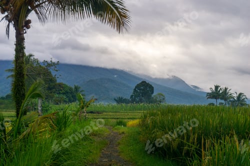 Preview: beautiful morning view indonesia panorama landscape paddy fields