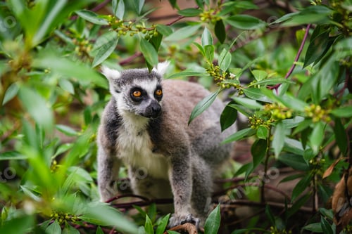 Preview: A shot of ring tailed lemur