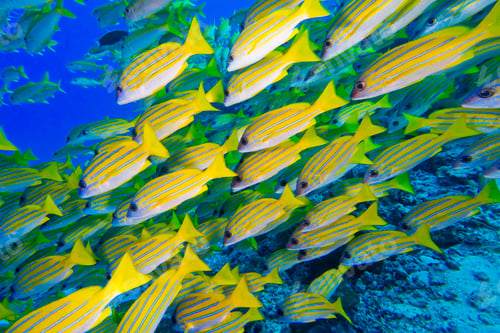 Preview: Blue-striped Snapper, North Ari Atoll, Maldives