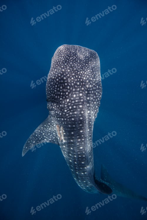 Preview: Mexico, Isla Mujeres, Whale sharkÊ swimming in sea