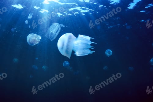 Preview: Jellyfish Underwater