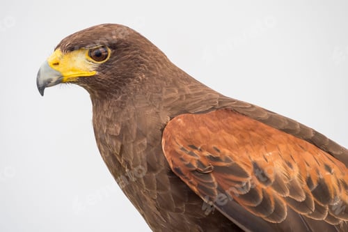 Preview: the head of a hawk standing on a wood ledge with grey sky in background