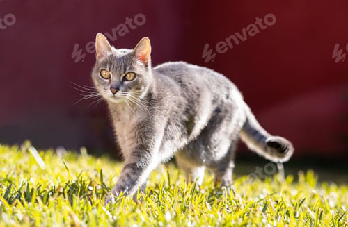 Preview: Cat Playing in the Garden