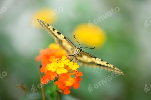 Preview: Close up of swallawtail butterfly perched on flowers and sucking nectar