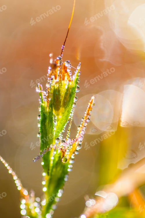 Preview: Fresh green grass with dew drops closeup. Nature Background