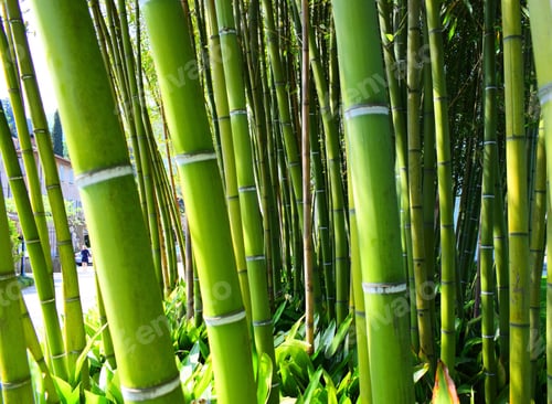 Preview: Lush Green Bamboo Forest with Sunlight Streaming Through