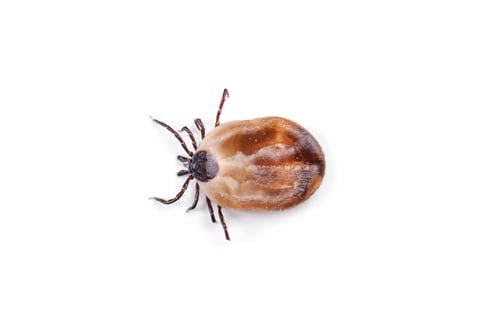 Preview: tick