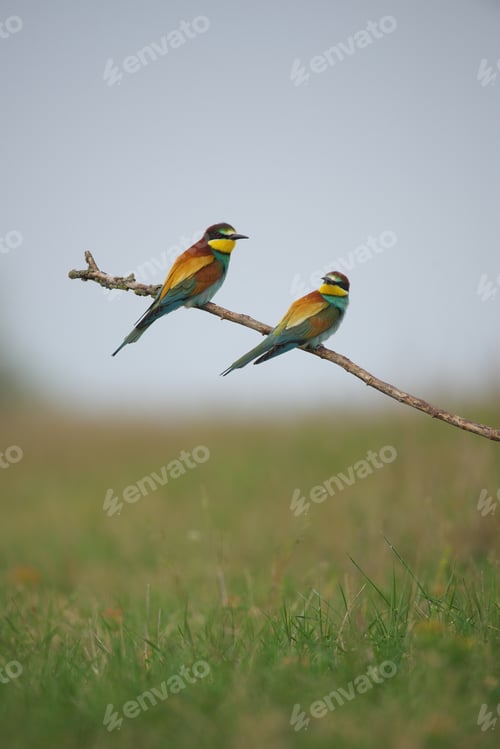 Preview: European Bee-Eater - Merops Apiaster on a branch , exotic colorful migratory bird