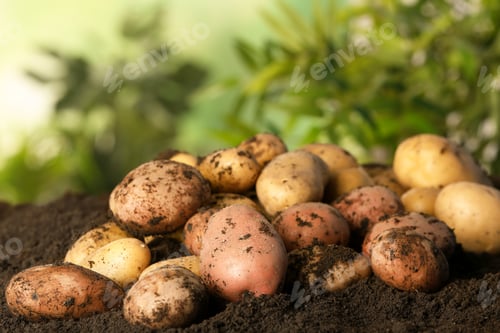 Preview: Pile of fresh organic potatoes on soil