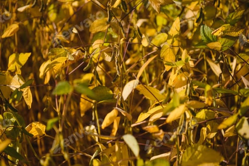 Preview: Soybean pods on soybean plantation, on blue sky background, close up. Soy plant.