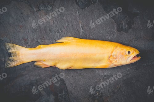 Preview: Raw golden trout on the dark stone background top view