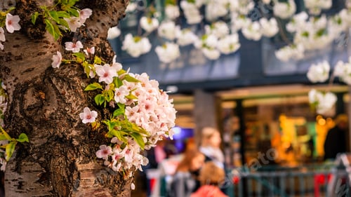 Preview: Closeup of beautiful cherry blossoms on a tree on the streets of Frankfurt