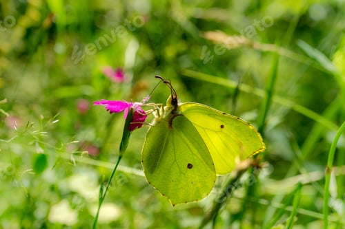 Preview: Summer natural landscape with buterfly and flowers. Butterfly in grass on a meadow