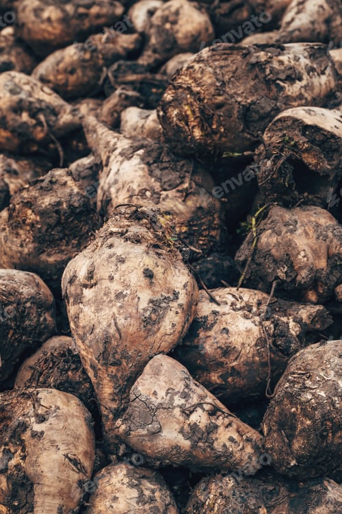 Preview: Closeup of sugar beet root crop on a pile after harvest, dirty Beta Vulgaris roots