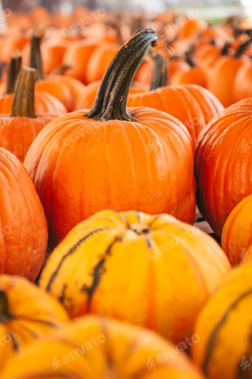 Preview: Large orange pumpkin at farmers market at pumpkin patch