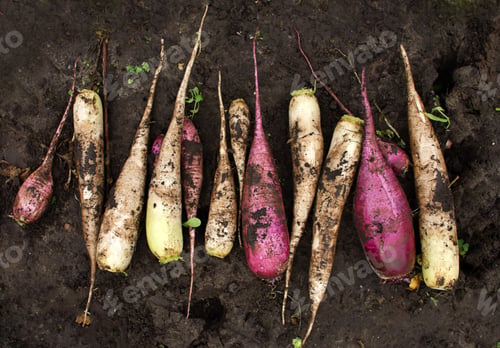 Preview: White and pink radishes lie in the garden. Home gardening. Top view