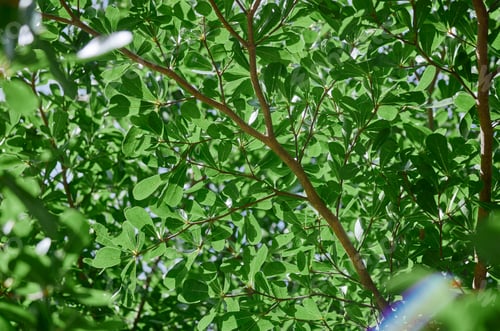 Preview: Background of green leaf