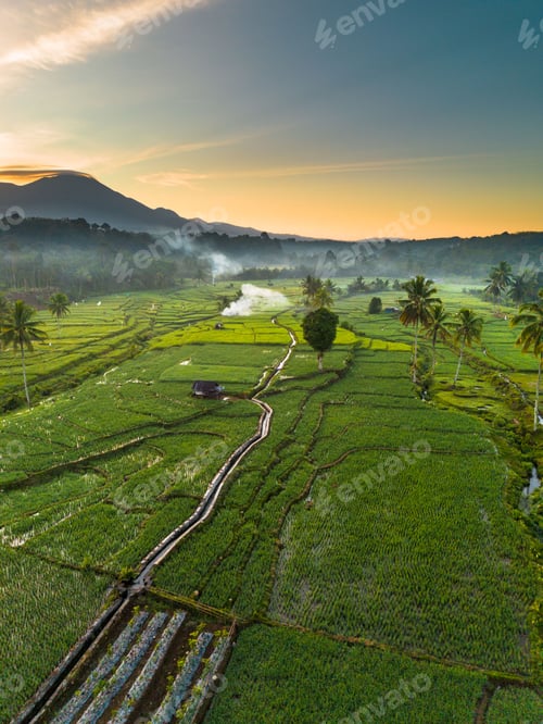 Preview: Beautiful morning view indonesia panorama landscape paddy fields