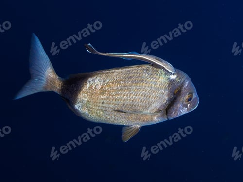 Preview: A remora enjoying a free ride on a sea bream