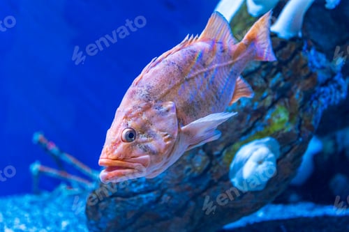 Preview: Closeup of a blackthroat rockfish swimming underwater