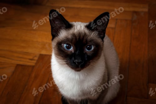 Preview: Portrait of siamese cat sitting on a floor, close-up