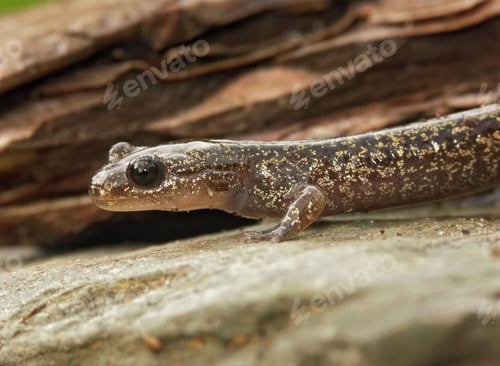 Preview: Closeup on a brassy colored juvenile Japanese Hokkaido salamander, Hynobius retardatus