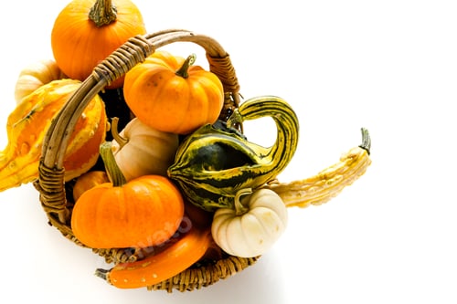 Preview: Mini pumpkins