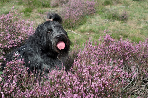 Preview: Schapendoes, Dutch Sheepdog, in the blooming heather
