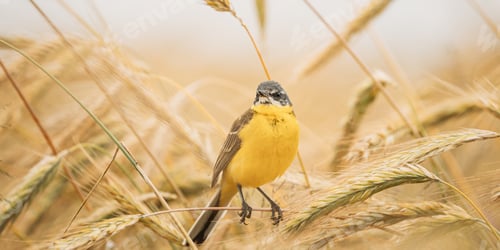 Preview: Western Yellow Wagtail. Motacilla Flava Is A Small Passerine In The Wagtail Family Motacillidae