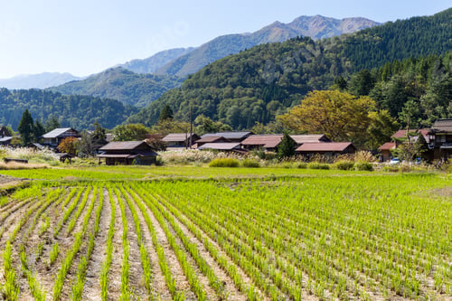 Preview: Shirakawago and rice field